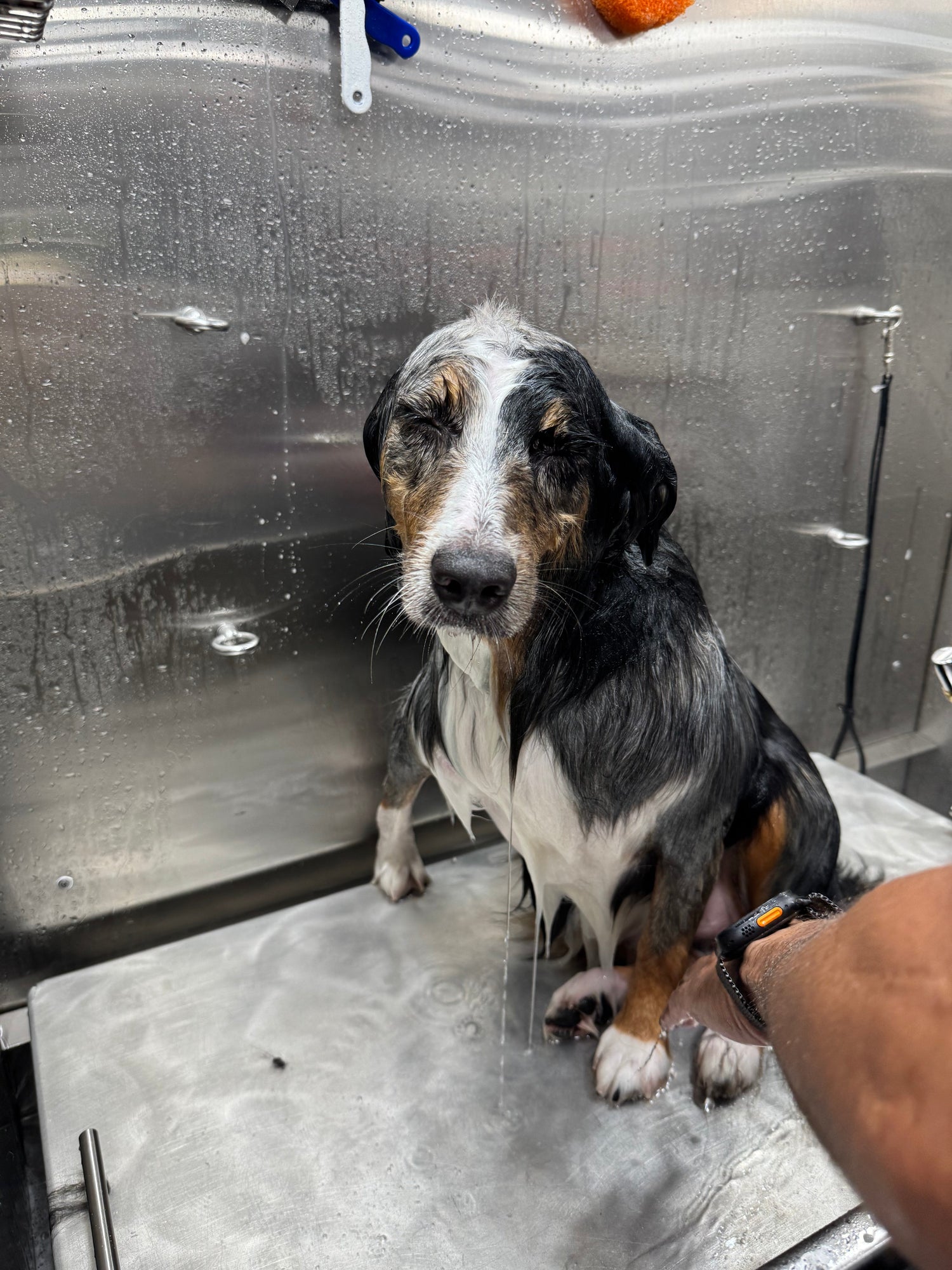 Shampoos and Conditioners